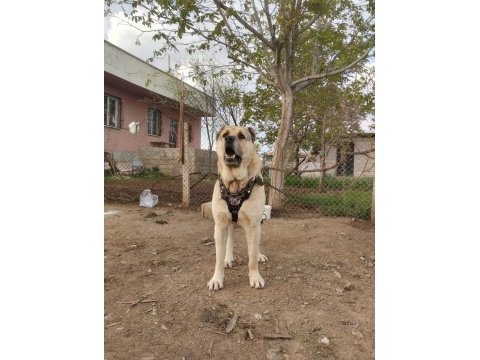 Kangalların psikopatı