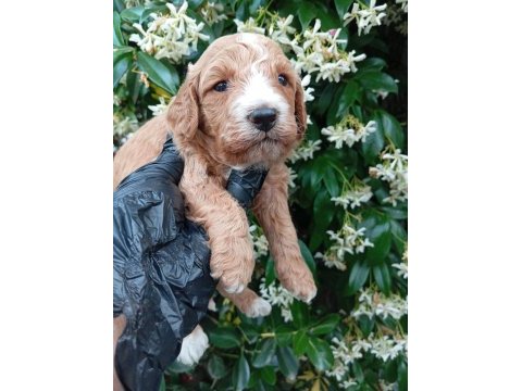 Irk ve sağlık garanti poodle yavrularımuz