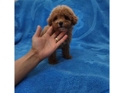 Maltipoo  yavrularımız 