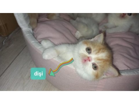 Nadir bulunan güzellikte oğlumuz karne hediyesi