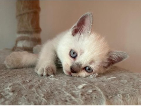 Teslime hazır uygun british shorthair bebekler