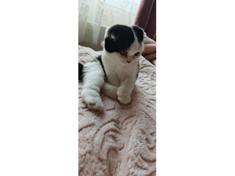 Ömürlük yuva kedime
