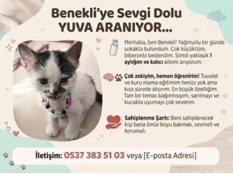 Kedimize ömür boyu yuva arıyorum