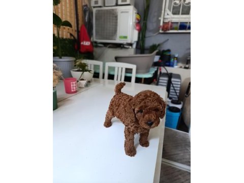 Tea cup boyutlarda poodle bebeklerimiz