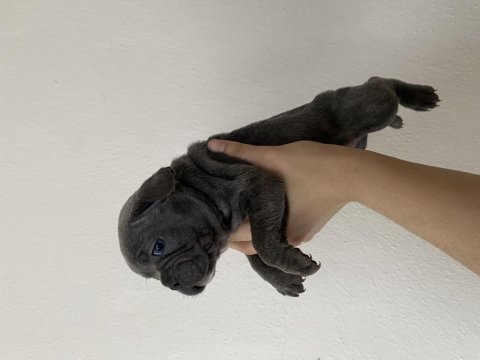 French bulldog yavrular