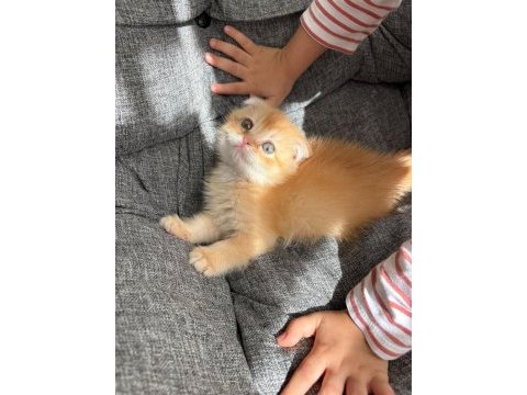 Golden scottish fold erkek bebek
