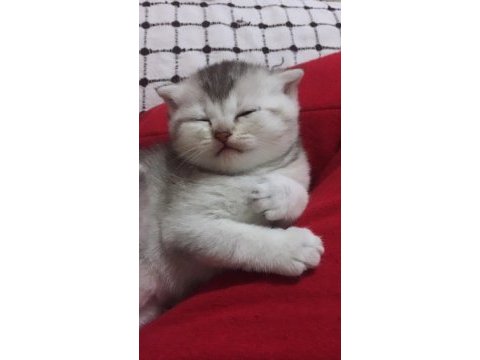 Silver shaded scottish fold baba şecereli