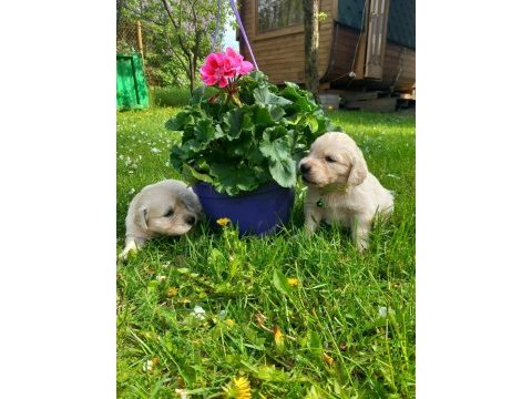 Golden retriever yavrular istenirse kapınıza teslim