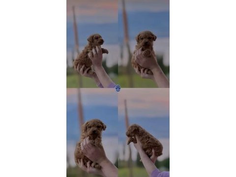 Toy poodle köpeği