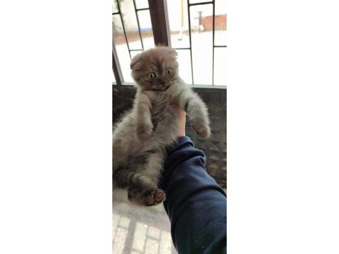 Tatlı yavru scottish fold