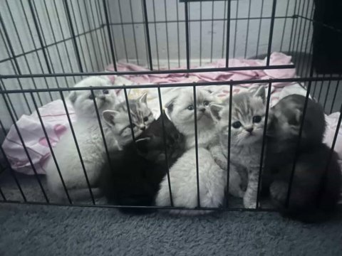 7 adet rezerveye açık british shorthair yavrularımız