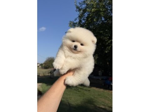 Kartopu gibi ayıcık pomeranian boo