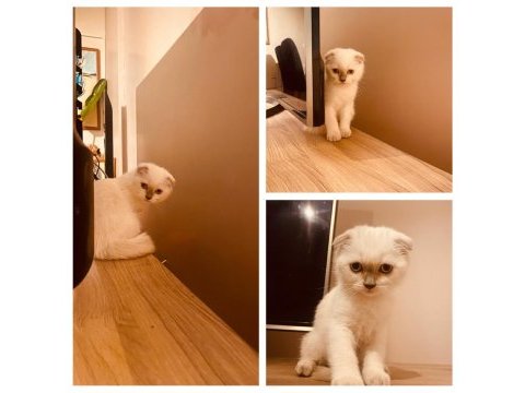 Safkan scottish fold dişi