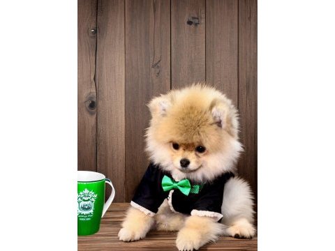 Antalya safkan pomeranian boo yavruları