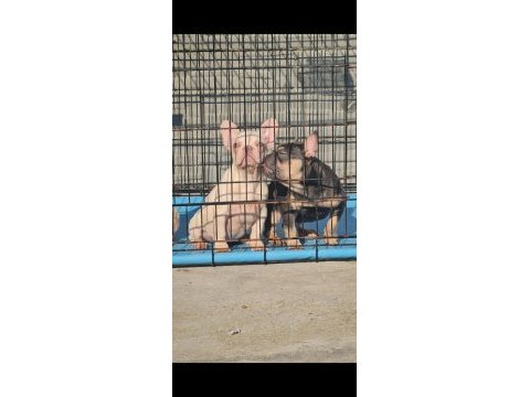 Dişi lilac tan platinium isabella taşıyıcı french bulldog