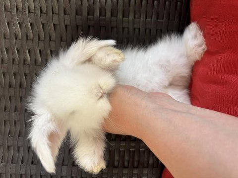 Teddy lop tavşanı
