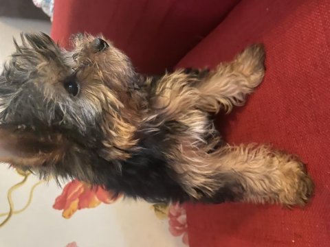 Safkan sıfır numara yorkshire terrier köpekler