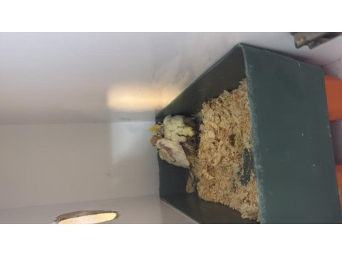 Pişman olmayacağınız bakıcı son kuşlar