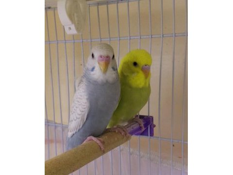Yavru yeme yeni düşmüş erkek muhabbet kuşlar sağlıklı