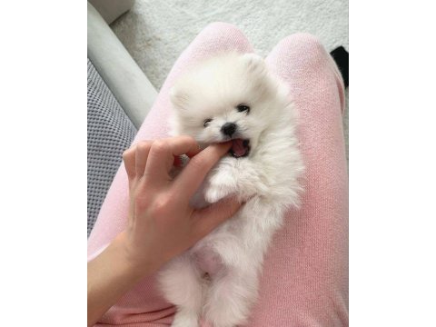 Pomeranian boo yavru