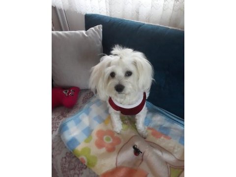 Güzeller güzeli maltese lilamı sahiplendiriyorum