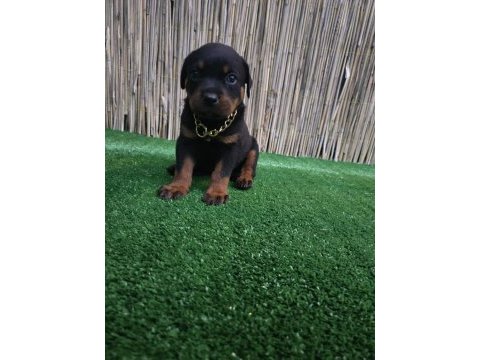 Dev rottweiler yavruları sizlerle
