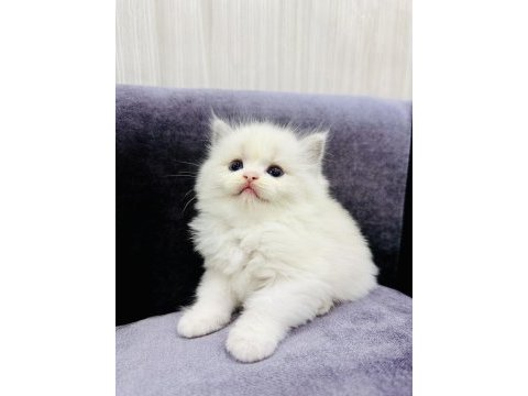 Ragdoll bebeklerimiz