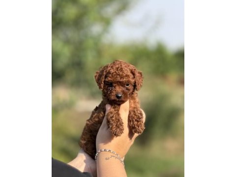 Çiş eğitimli toy poodle bebekler 