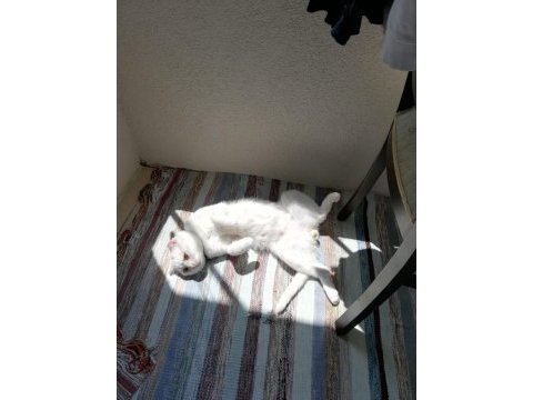 Ücretsiz scottish fold 2 yaşında kısır değil