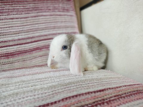 Cüce lop miniatur lop cüce tavşan çiftliği