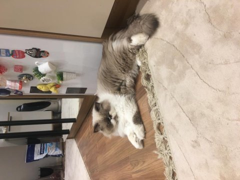 İran persian erkek