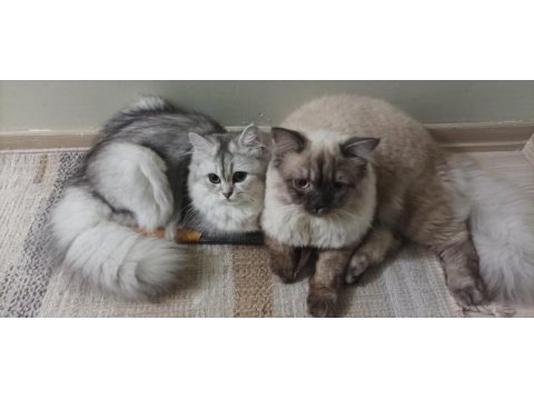 British longhair kızımıza yeni yuva