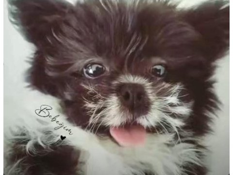 2 yaşında dişi chihuahua shih-tzu mix