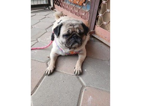 Sahibinden eğitimli dişi pug