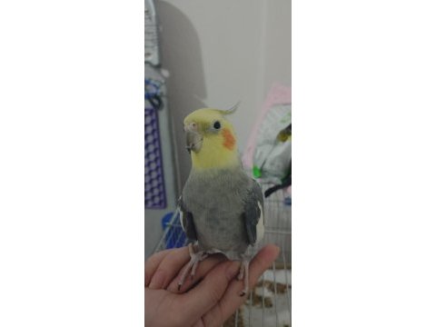 Grey sultan papağanı 2.5 yaşında ve konuşuyor