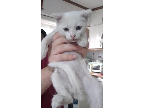 3-4 ay arası 3 tane erkek scottish fold