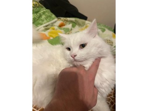 Ücretsiz chinchilla kedimizi sahiplendiriyoruz