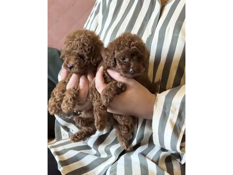 Toy poodle köpeğimiz sağlıklı