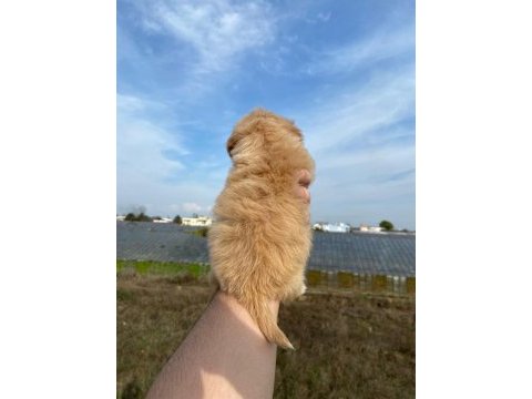 2 aylık maltipoo