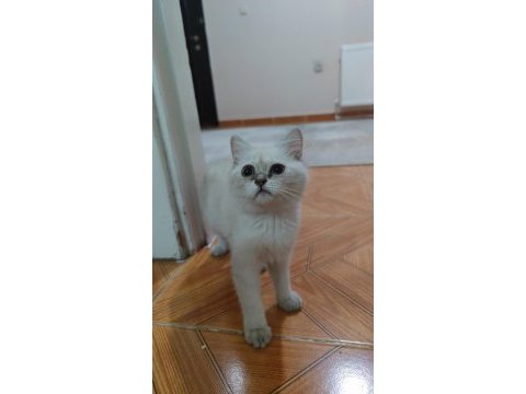 British shorthair 3 aylık