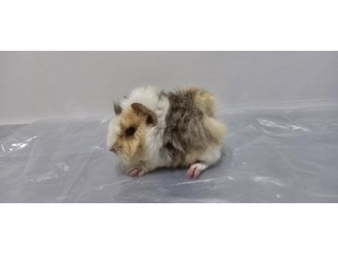 Guinea pig yavrular aynı gün set halinde teslim edilir