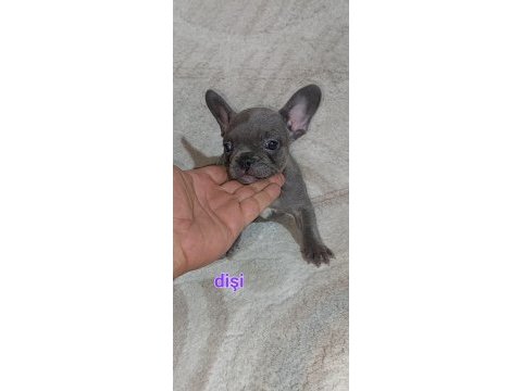 Renk renk french bulldog