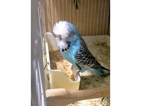Show jumbo çift muhabbet kuşu