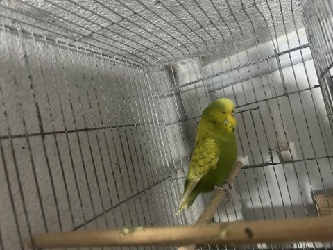 Hazır jumbo takım muhabbet kuşu