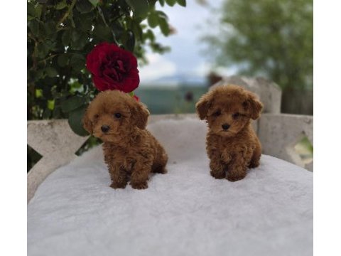 Toypoodle yavrularımız 