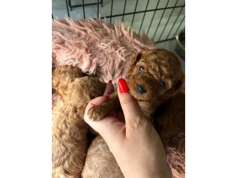 Minyatür red poodle yavrularım