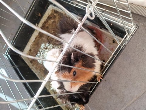 Guinea pig için yeni sahip aranıyor