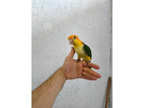 Biblo gibi bebek caique