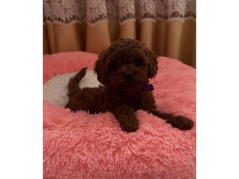 Dark brown kore yavrular