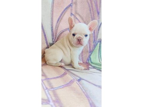 Mükemmel kalite lilak tan platin french bulldog dişi erkek